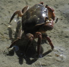 Cyclograpsus punctatus