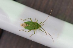 Urostylis striicornis