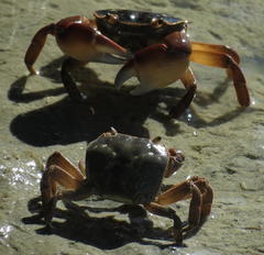 Cyclograpsus punctatus