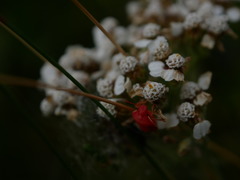 Rubiconia intermedia