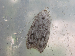 Scythropiodes hamatellus