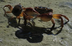 Cyclograpsus punctatus