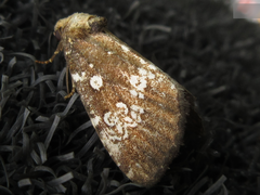 Dysmilichia gemella
