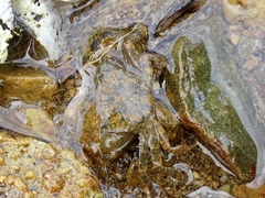 Hemigrapsus penicillatus