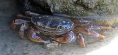 Cyclograpsus punctatus