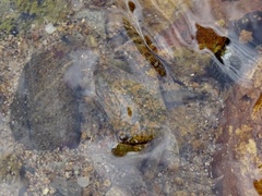 Hemigrapsus penicillatus
