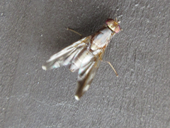 Euphranta nigrescens
