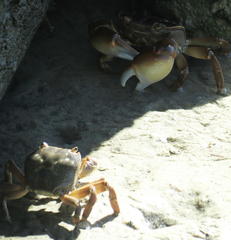 Cyclograpsus punctatus