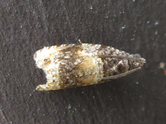 Olethreutes dolosana