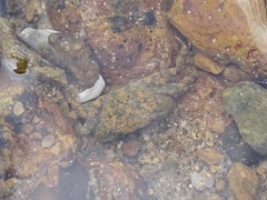 Hemigrapsus penicillatus