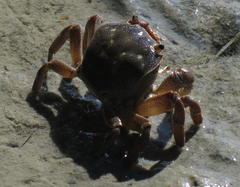 Cyclograpsus punctatus