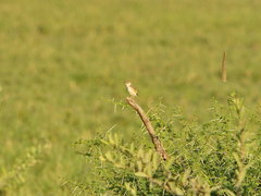 Cisticola aridulus