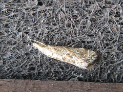 Microchilo inexpectellus