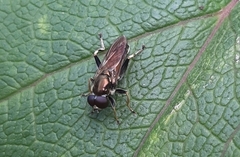 Xylota