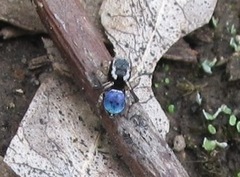 Maratus anomalus