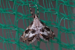 Paracataclysta fuscalis