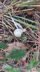 Monacha cartusiana