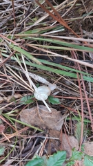 Monacha cartusiana