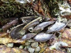 Isognomon isognomum