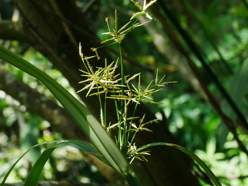 Malacca Flatsedge (Cyperus malaccensis)
