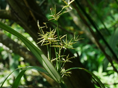 Malacca Flatsedge (Cyperus malaccensis)