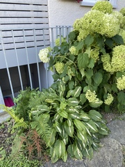 Hosta undulata
