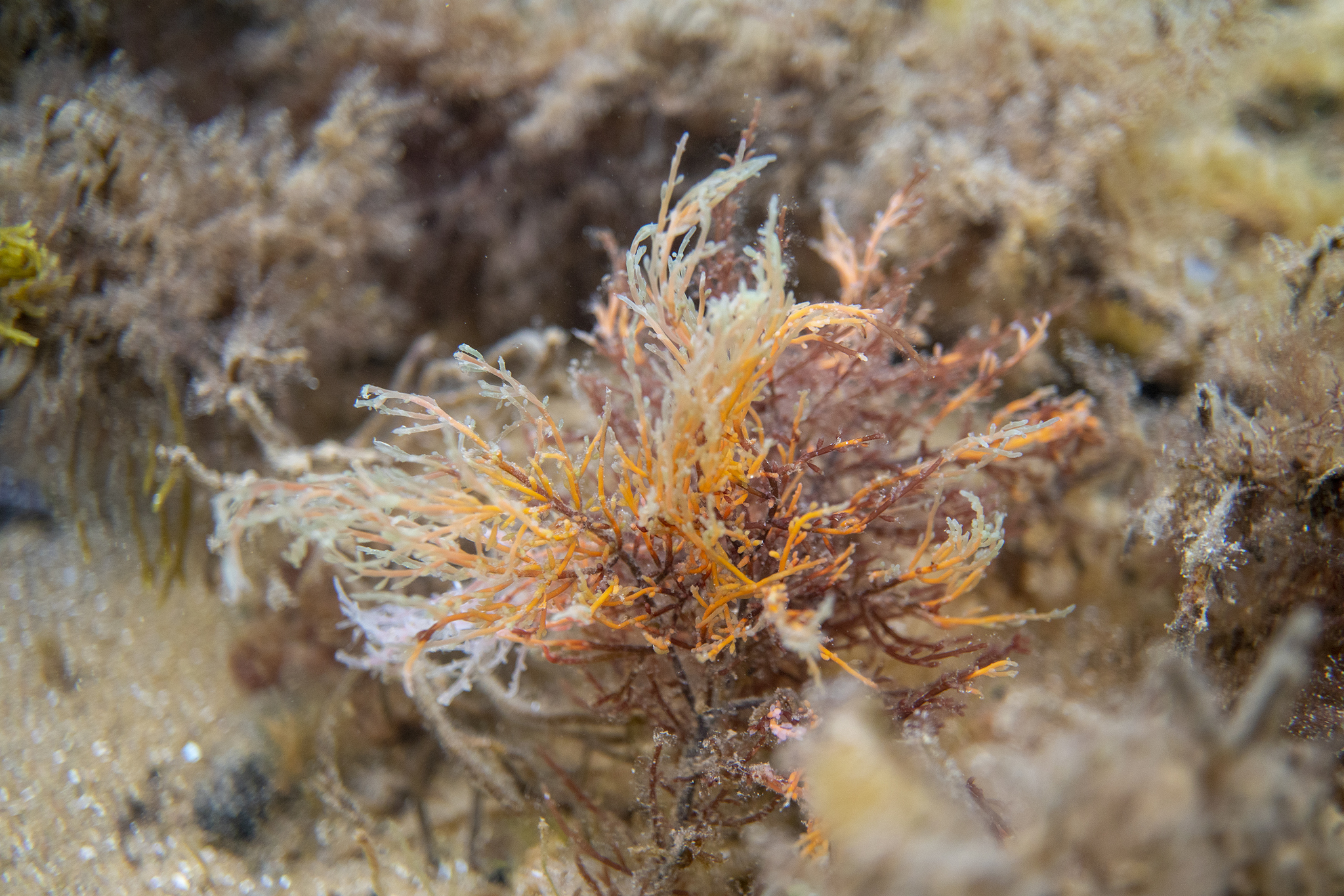 Laurencia filiformis