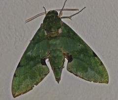 Euchloron megaera