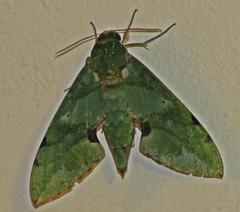 Euchloron megaera