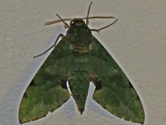 Euchloron megaera