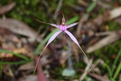 Caladenia rosella