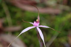 Caladenia rosella