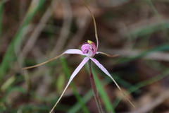 Caladenia rosella