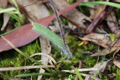 Caladenia rosella