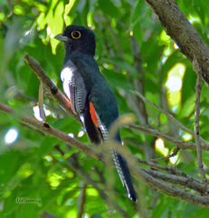 Trogon curucui