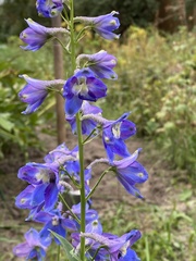 Delphinium cultorum