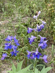 Delphinium cultorum