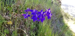 Delphinium variegatum