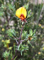 Pultenaea penna