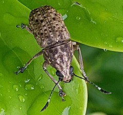 Phloeobius