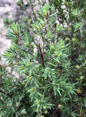 Pultenaea penna