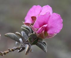 Podalyria variabilis