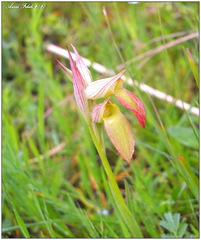 Serapias lingua lingua x stenopetala