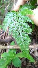 Asplenium ritoense