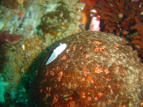 Lecithophorus capensis
