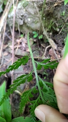 Asplenium ritoense