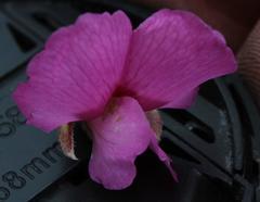 Podalyria variabilis