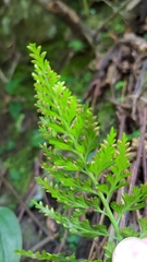 Asplenium ritoense