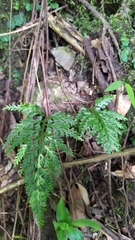 Asplenium ritoense