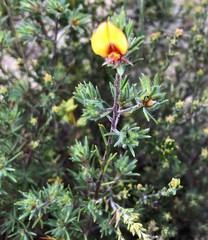 Pultenaea penna